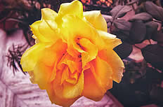 �������Ʊ����,�����д���Ǻ�ҽԺ